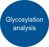 Glycosylation analysis